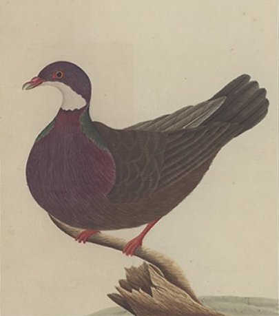 Lord.Howe.Island.Pigeon.By.George.Raper - Lord Howe pigeon (Columba vitiensis godmanae).jpg