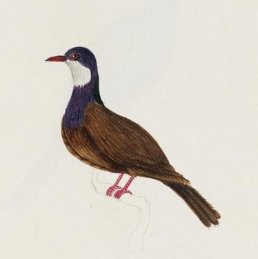 Columba vitiensis godmanae - Lord Howe pigeon (Columba vitiensis godmanae).jpg
