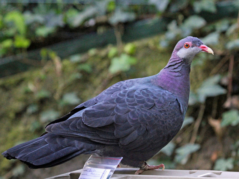 Metallic Pigeon RWD7 - metallic pigeon, white-throated pigeon (Columba vitiensis).jpg