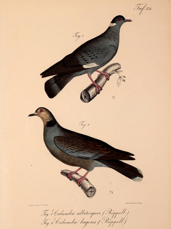 Neue Wirbelthiere zu der Fauna von Abyssinien gehörig (1835) Columba albitorques & Streptopelia lugens.png