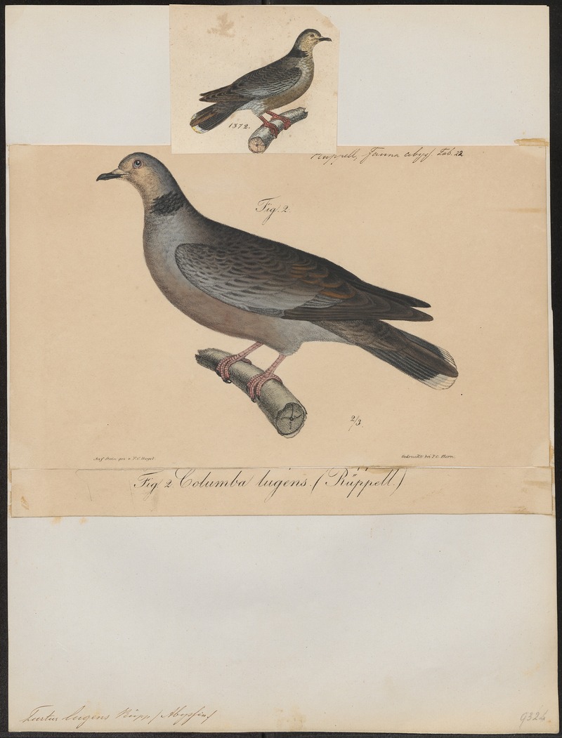 Turtur lugens - 1700-1880 - Print - Iconographia Zoologica - Special Collections University of Amsterdam - UBA01 IZ15600405 - dusky turtle dove (Streptopelia lugens).jpg