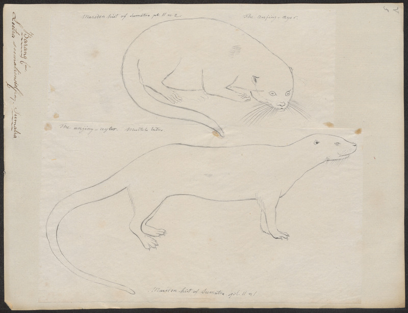 Lutra sumatrensis - 1700-1880 - Print - Iconographia Zoologica - Special Collections University of Amsterdam - UBA01 IZ22500029 - hairy-nosed otter (Lutra sumatrana).jpg