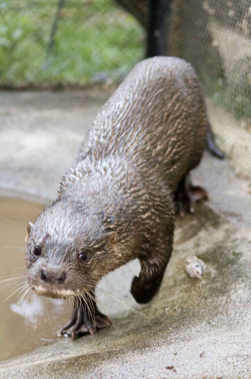 Otter from Cambodia - hairy-nosed otter (Lutra sumatrana).jpg