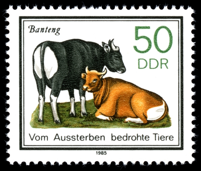 Stamps of Germany (DDR) 1985, MiNr 2955 - banteng, tembadau (Bos javanicus).jpg