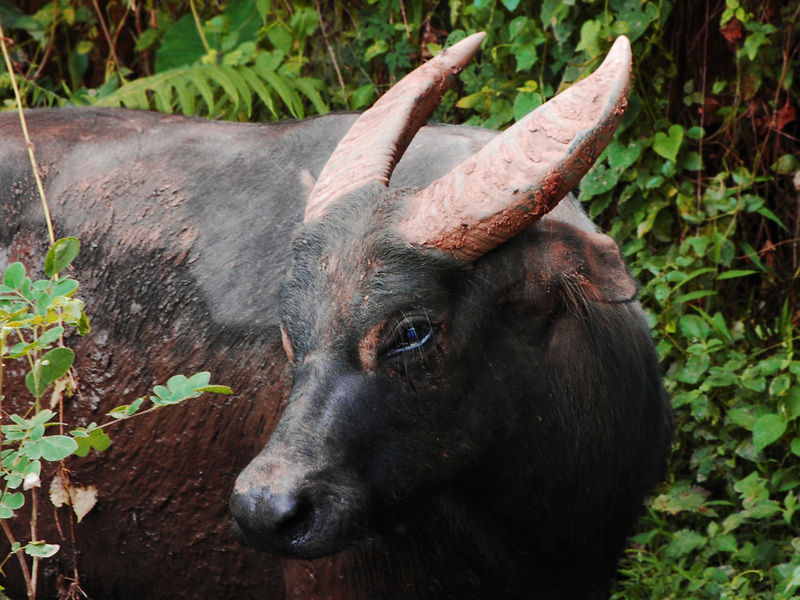 Bubalus mindorensis by Gregg Yan 02 - tamaraw, Mindoro dwarf buffalo (Bubalus mindorensis).jpg