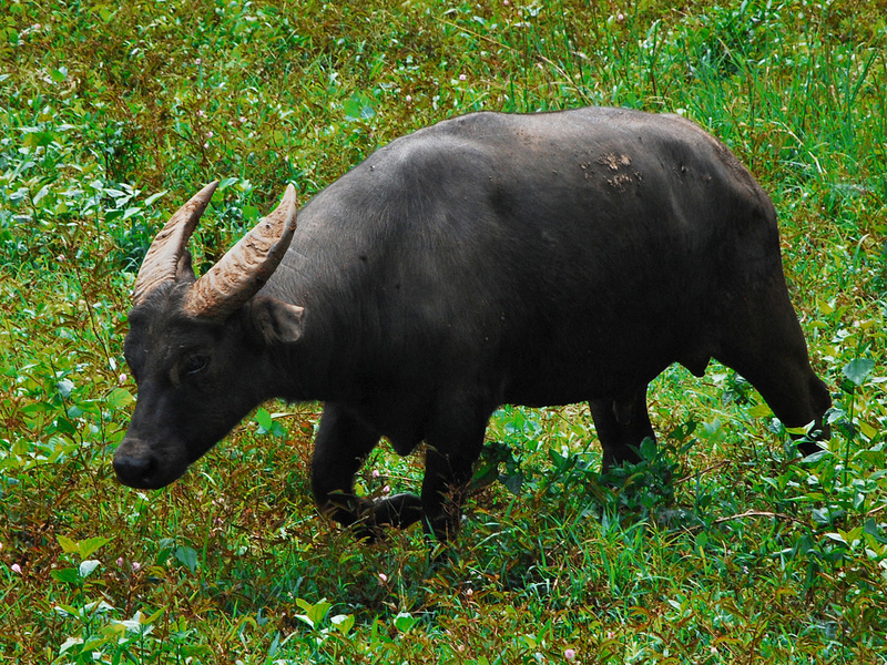 Bubalus mindorensis by Gregg Yan 01 - tamaraw, Mindoro dwarf buffalo (Bubalus mindorensis).jpg