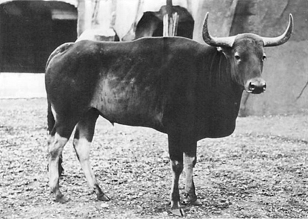 Kouprey at Vincennes Zoo in Paris by Georges Broihanne 1937 - kouprey, grey ox (Bos sauveli).jpg