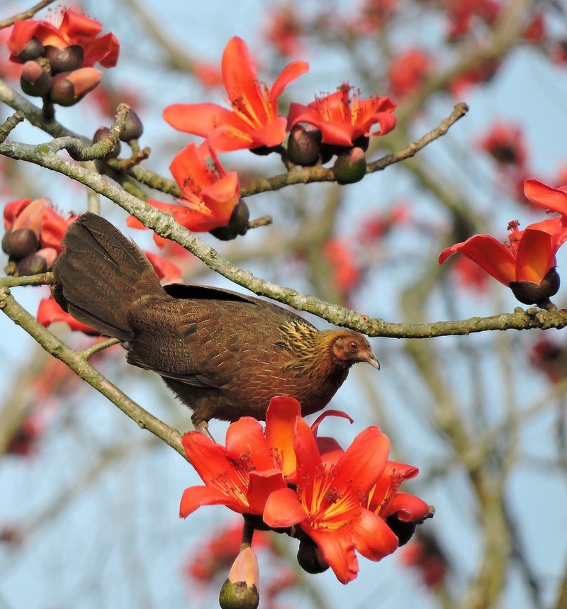 Red Jungle Fowl in Kaziranga - red junglefowl (Gallus gallus).jpg