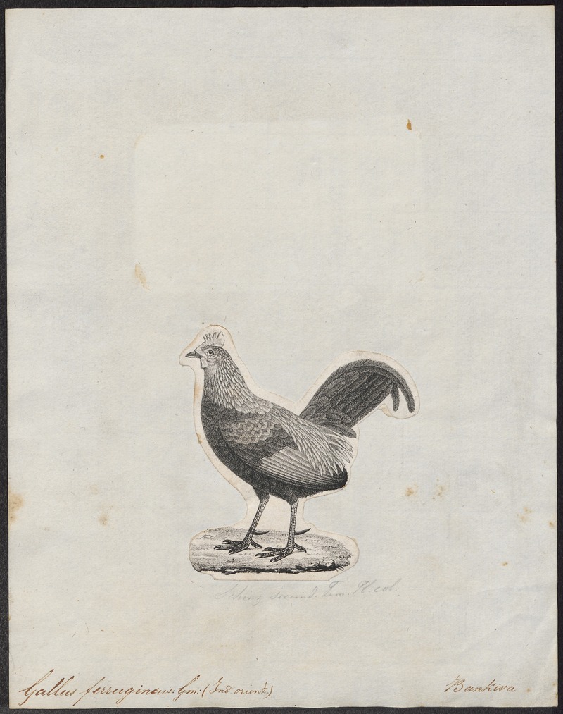 Gallus ferrugineus - 1809-1845 - Print - Iconographia Zoologica - Special Collections University of Amsterdam - UBA01 IZ17000085 - red junglefowl (Gallus gallus).jpg