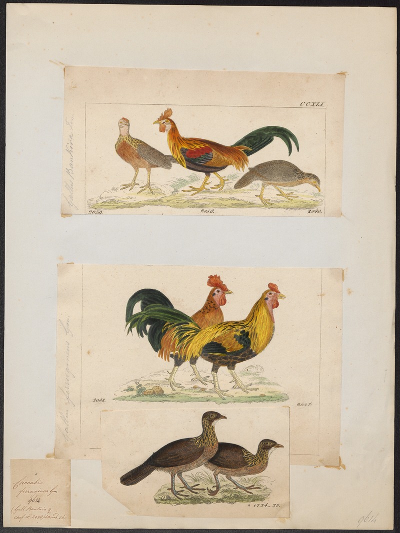 Gallus ferrugineus - 1700-1880 - Print - Iconographia Zoologica - Special Collections University of Amsterdam - UBA01 IZ17000009 - red junglefowl (Gallus gallus).jpg