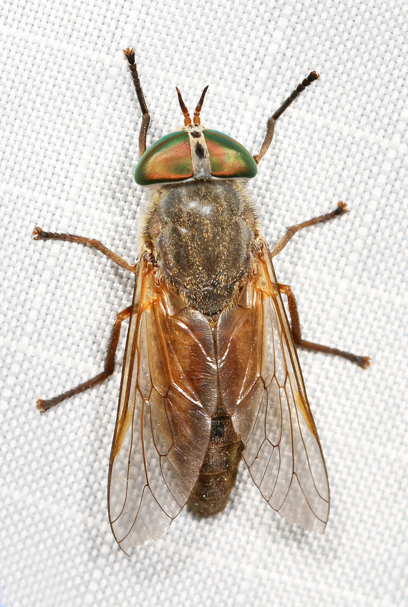 Greenhead - Tabanus nigrovittatus, Sapelo Island, Georgia - Tabanus nigrovittatus, greenhead horse fly.jpg