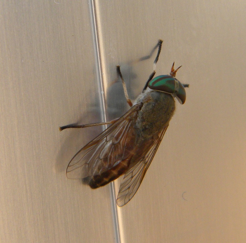 Greenhead Horse-Fly, cropped - Tabanus nigrovittatus, greenhead horse fly.jpg