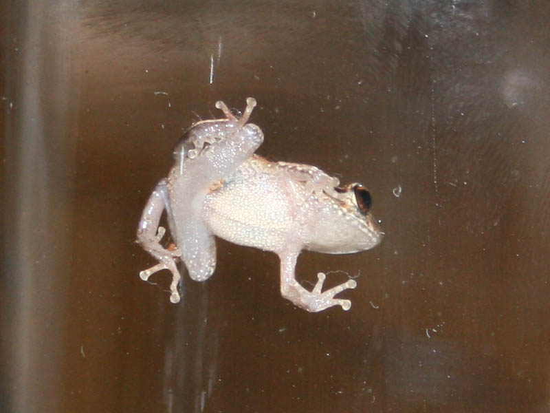 Coqui frog - Eleutherodactylus coqui, common coqui.jpg