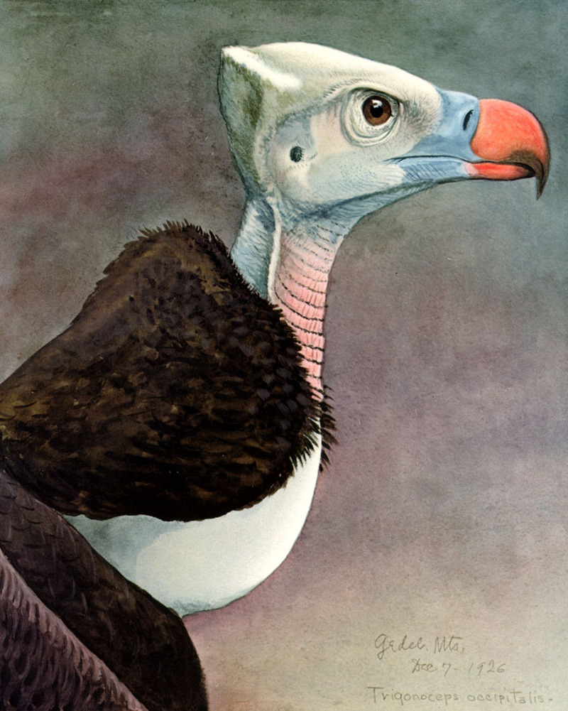 Trigonoceps occipitalis.EYP06A - white-headed vulture (Trigonoceps occipitalis).jpg