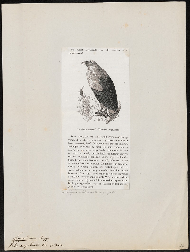 Gypohierax angolensis - 1872 - Print - Iconographia Zoologica - Special Collections University of Amsterdam - UBA01 IZ18100151 - palm-nut vulture (Gypohierax angolensis).jpg