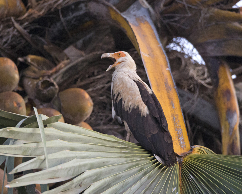 Palm-nut Vulture Gypohierax angolensis CF2P0577 (23792876035).jpg