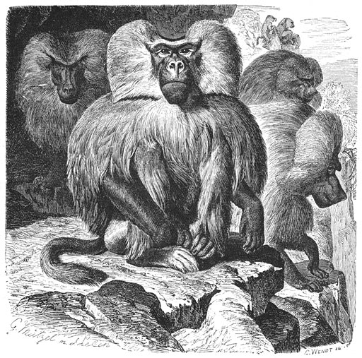 Brehms Het Leven der Dieren Zoogdieren Orde 1 Mantel-Baviaan (Cynocephalus hamadryas) - hamadryas baboon (Papio hamadryas).jpg