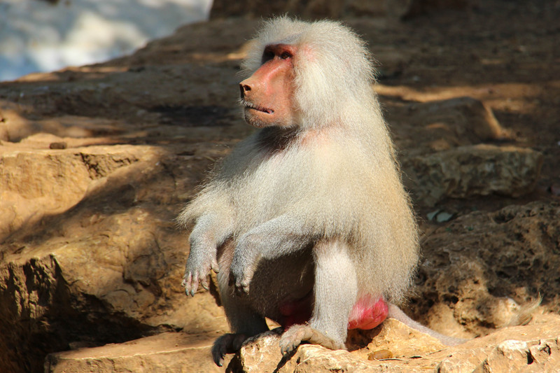 Hamadryas baboon - sacred baboon (Papio hamadryas).jpg