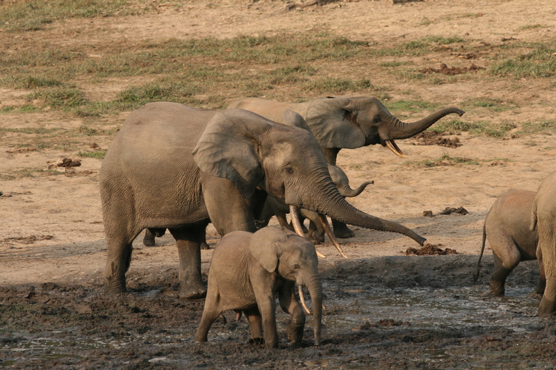 Forest elephant group 6 (6841414150) - African forest elephant (Loxodonta cyclotis).jpg