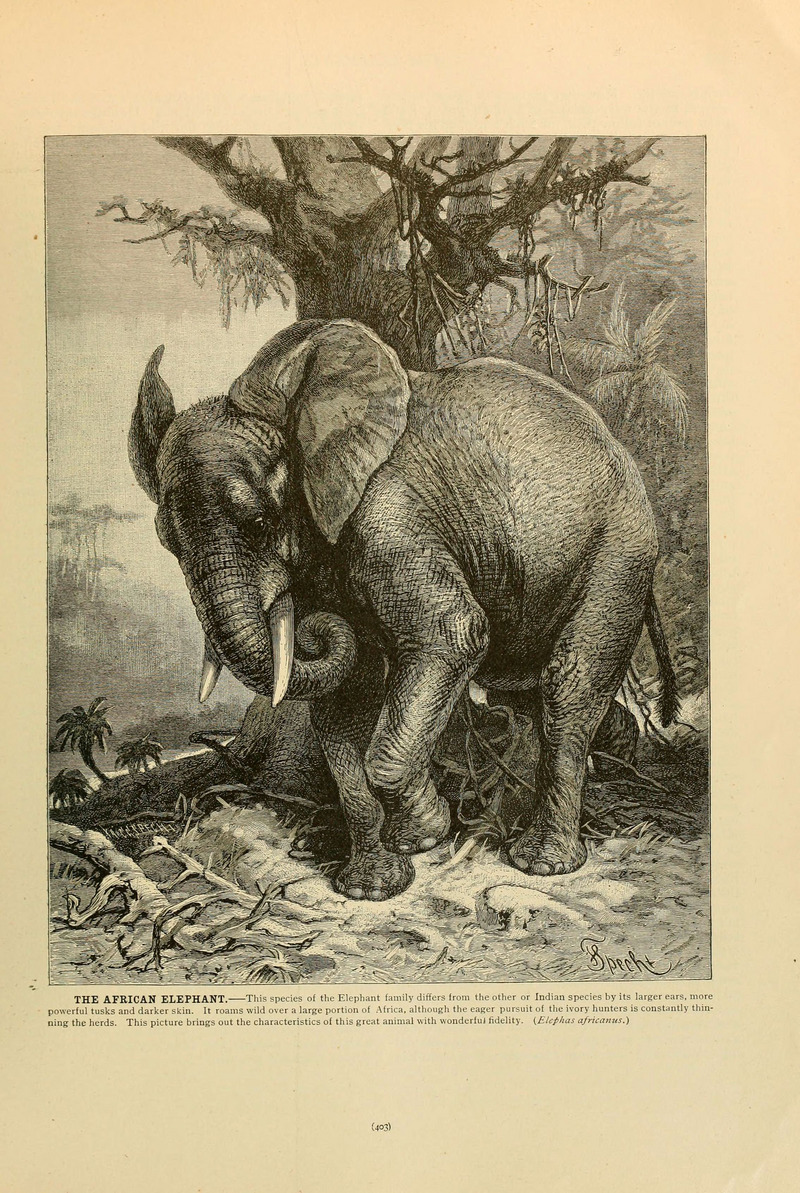 Brehm's Life of animals (Page 403) (6220691590) - African bush elephant (Loxodonta africana).jpg