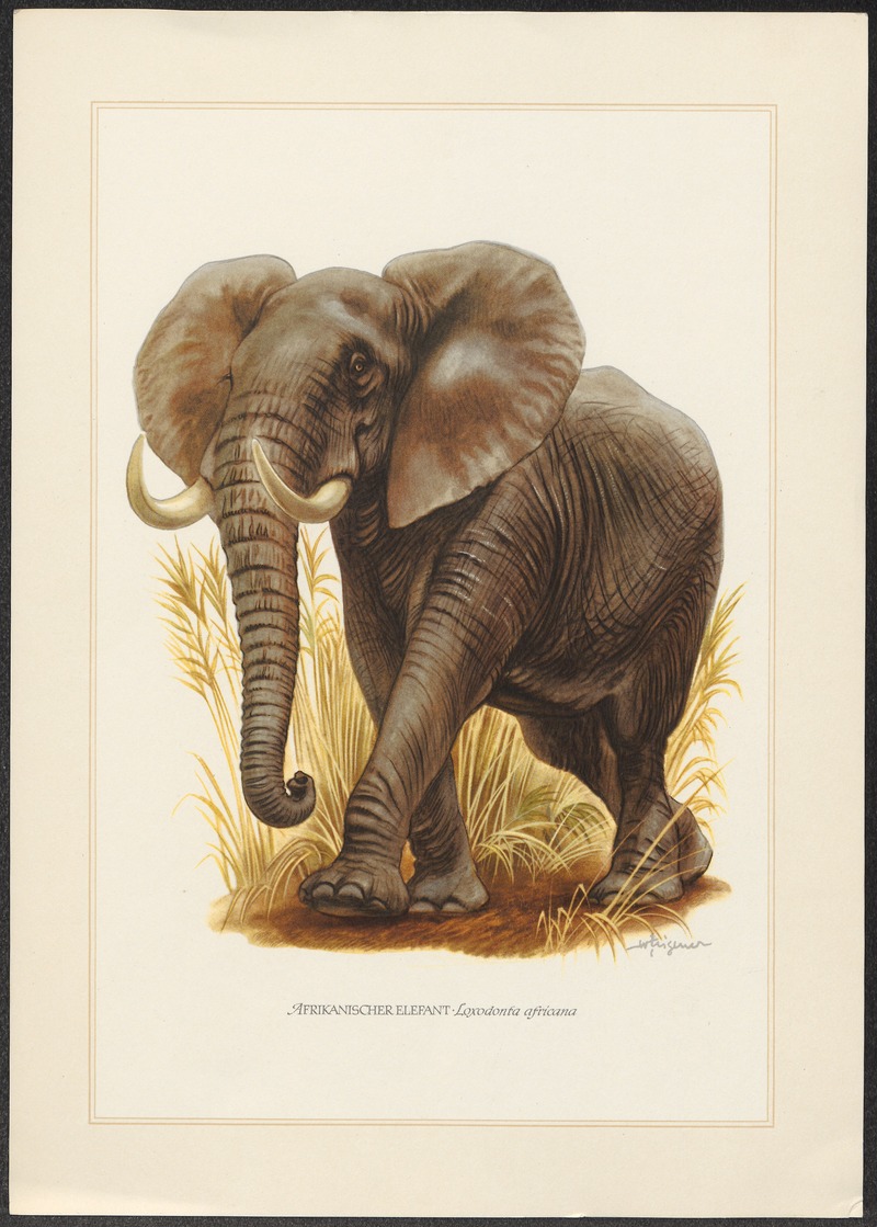 Loxodon africanus - 1967 - Print - Iconographia Zoologica - Special Collections University of Amsterdam - UBA01 IZ22000101 - African bush elephant (Loxodonta africana).jpg
