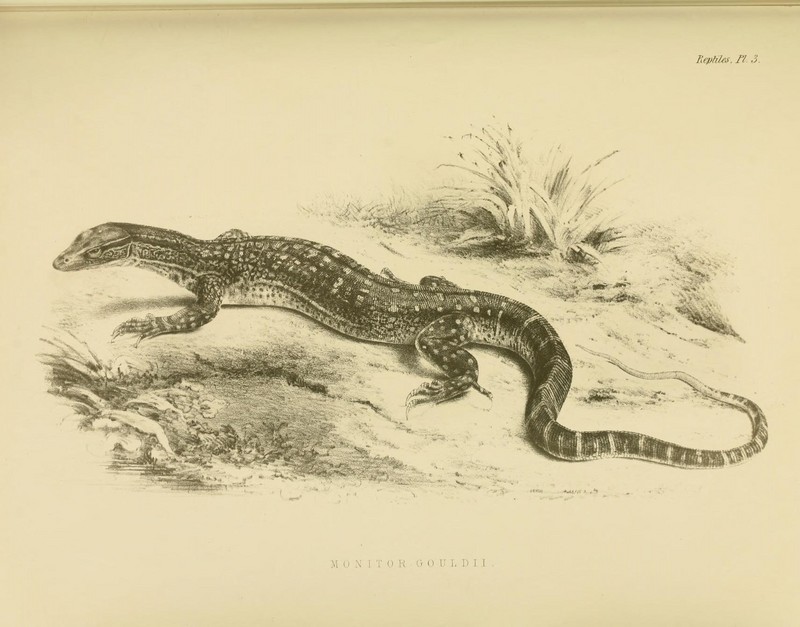 The zoology of the voyage of the H.M.S. Erebus and Terror (10327828434) - Gould's monitor, sand goanna (Varanus gouldii).jpg