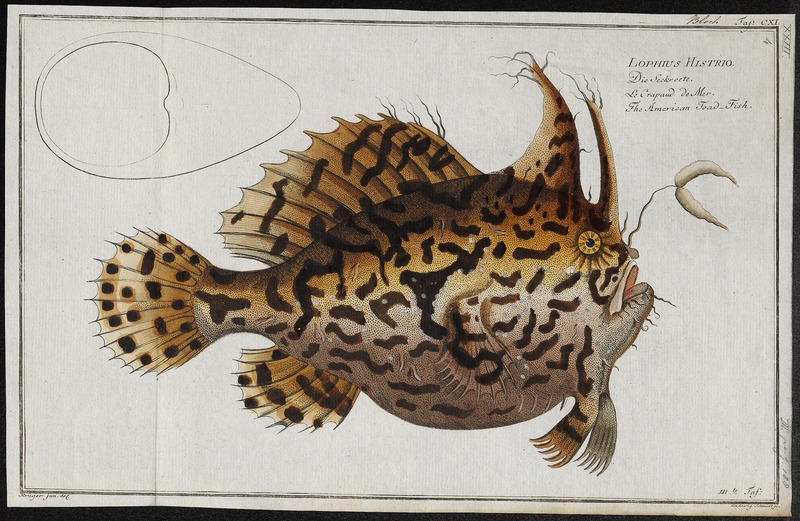 Antennarius histrio - 1700-1880 - Print - Iconographia Zoologica - Special Collections University of Amsterdam - UBA01 IZ13600217 - Histrio histrio, Sargassumfish.jpg