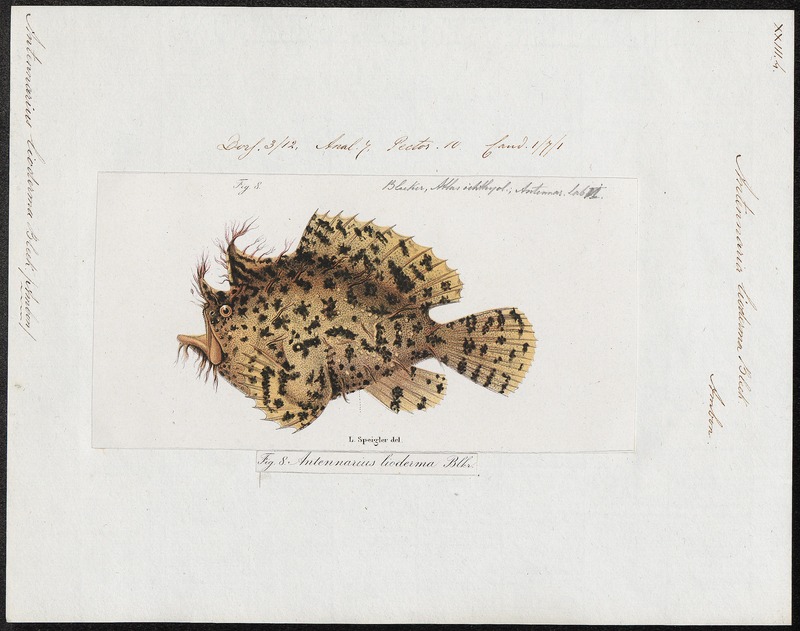 Antennarius lioderma - 1700-1880 - Print - Iconographia Zoologica - Special Collections University of Amsterdam - UBA01 IZ13600215 - Histrio histrio, Sargassumfish.jpg