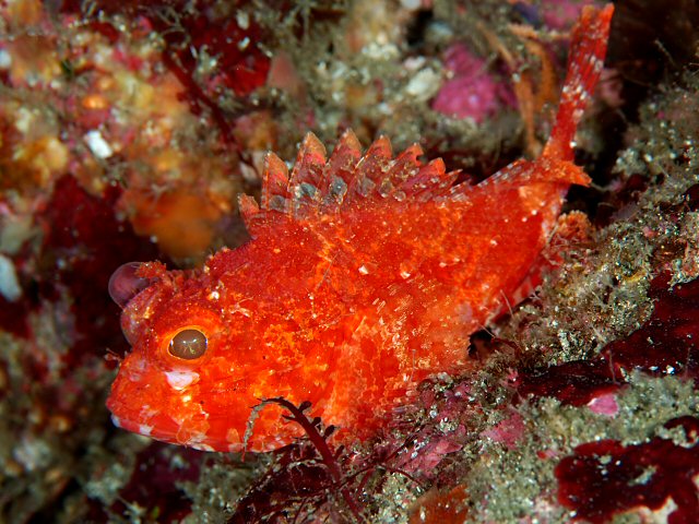 HusaKG - Scorpaena onaria, Western scorpionfish.jpg
