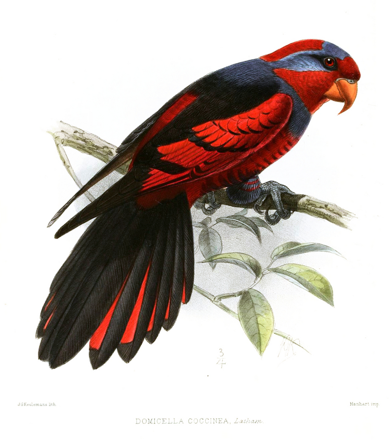 Domicella.Coccinea.Keulemans - red-and-blue lory (Eos histrio).jpg