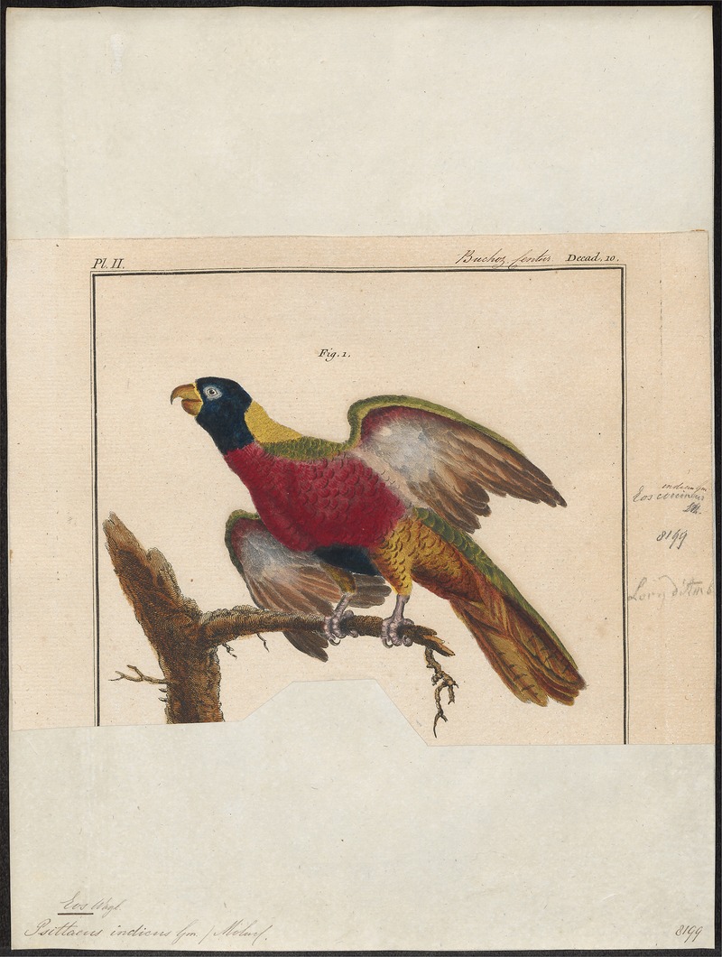 Eos histrio - 1775-1781 - Print - Iconographia Zoologica - Special Collections University of Amsterdam - UBA01 IZ18500312 - red-and-blue lory (Eos histrio).jpg