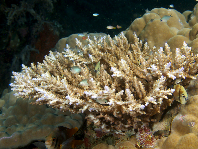 Acropora nasuta (Hard coral) - Acropora nasuta (staghorn coral).jpg