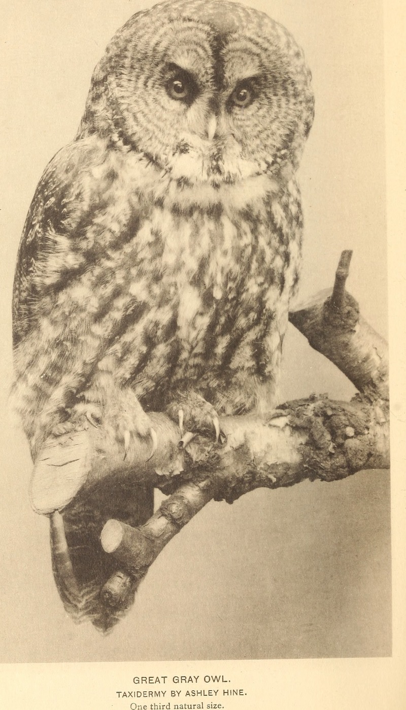 Annual report of the Director to the Board of Trustees for the year . (1921) (18244563788) - great grey owl, great gray owl (Strix nebulosa).jpg
