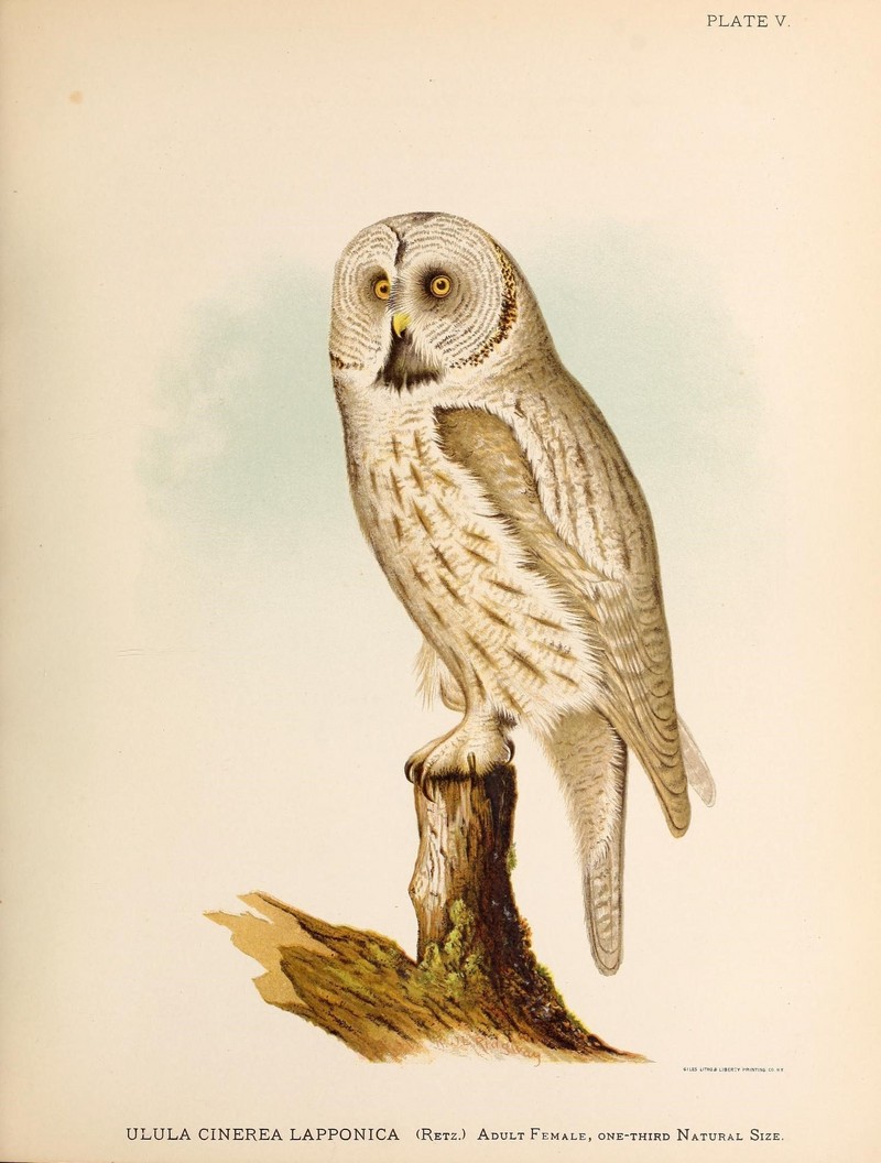 Contributions to the natural history of Alaska (PLATE V) (9215374887) - great grey owl, great gray owl (Strix nebulosa).jpg