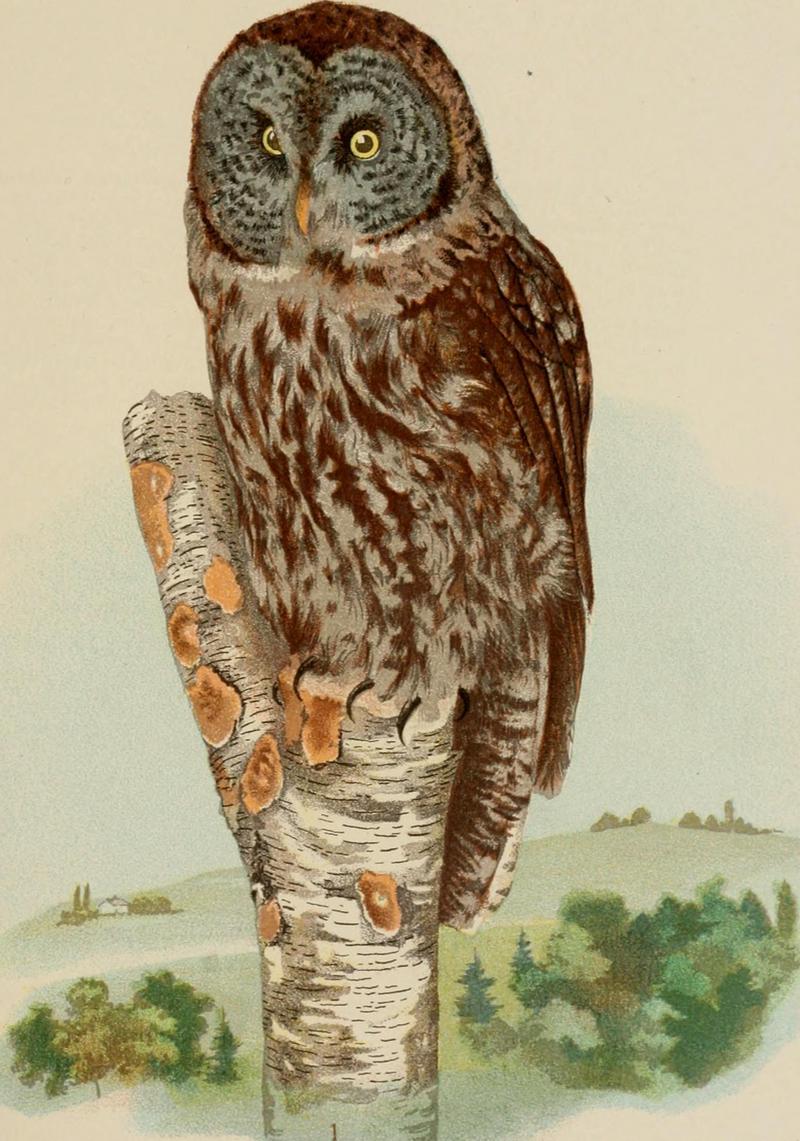 Diseases and enemies of poultry (1897) (14564466697) - great grey owl, great gray owl (Strix nebulosa).jpg