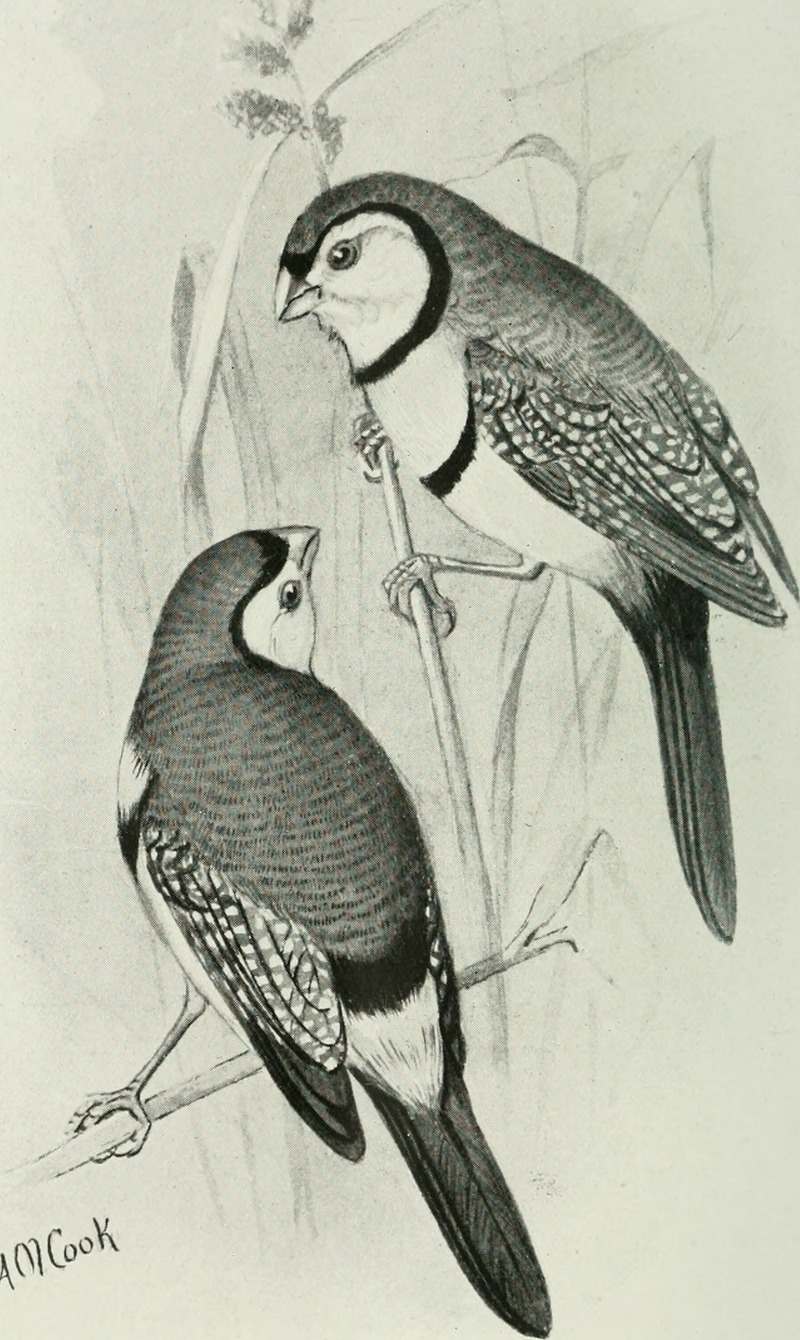 Bird notes (1917) (14728336526) - double-barred finch (Taeniopygia bichenovii), owl finches.jpg