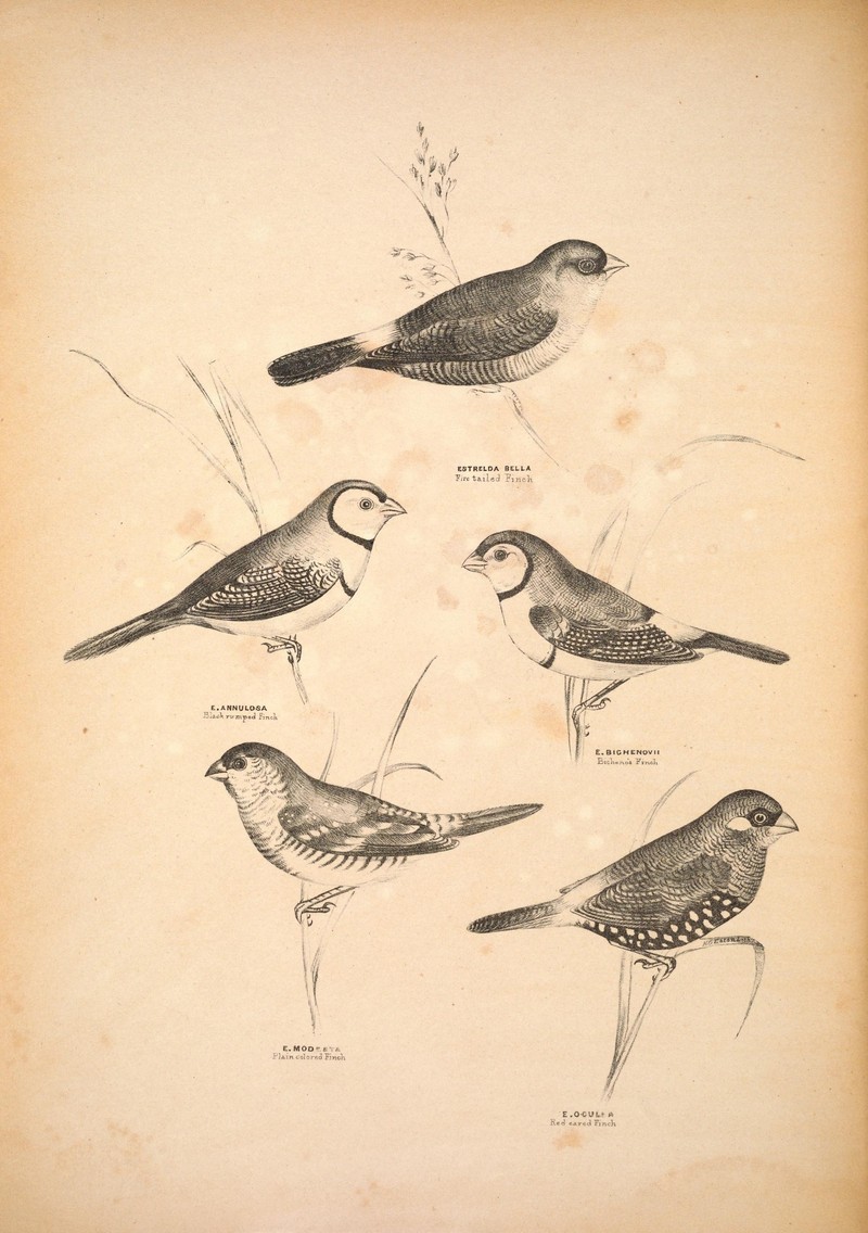 Companion to Gould's Handbook; or, Synopsis of the birds of Australia (Plate 30) (6943642751) Estrelda.jpg
