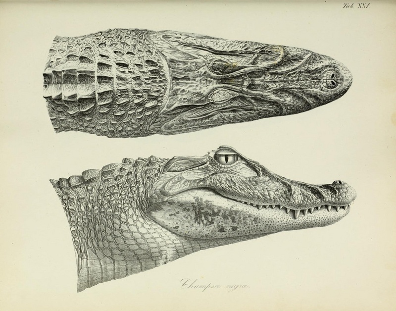 Annalen des Wiener Museums der Naturgeschichte (1840) (17580370383) annalendeswiener21840wien 0535 - black caiman (Melanosuchus niger).jpg