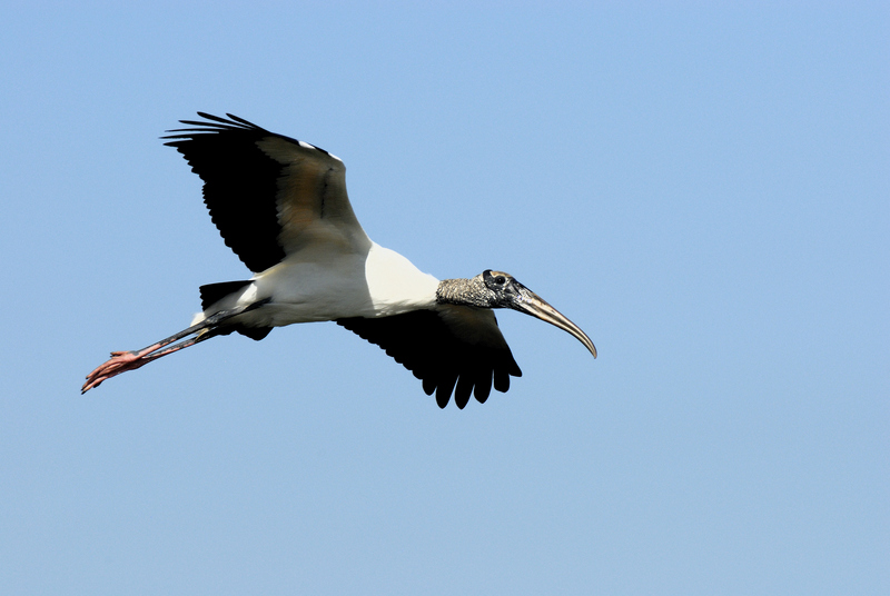 Florida-755 - wood stork (Mycteria americana).jpg