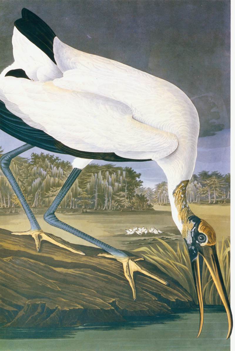 John James Audubon - American Stork - WGA01059 - wood stork (Mycteria americana).jpg