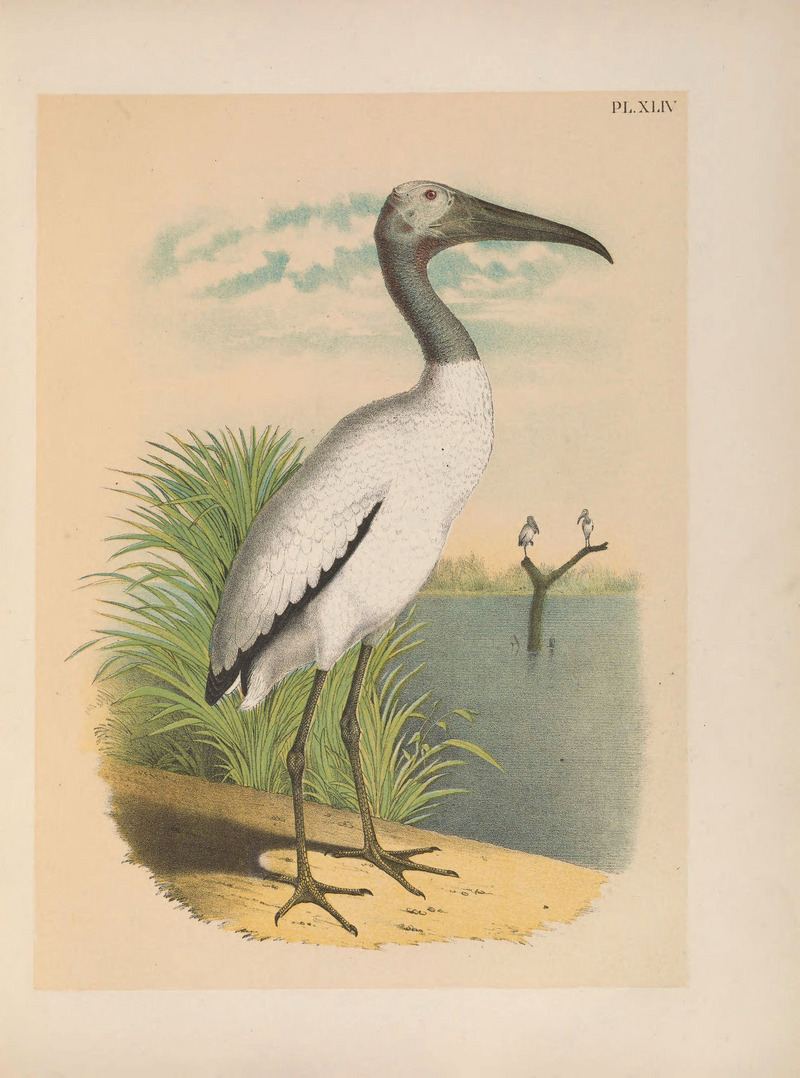 The birds of North America (PL. XLIV) (6022138479) - wood stork (Mycteria americana).jpg