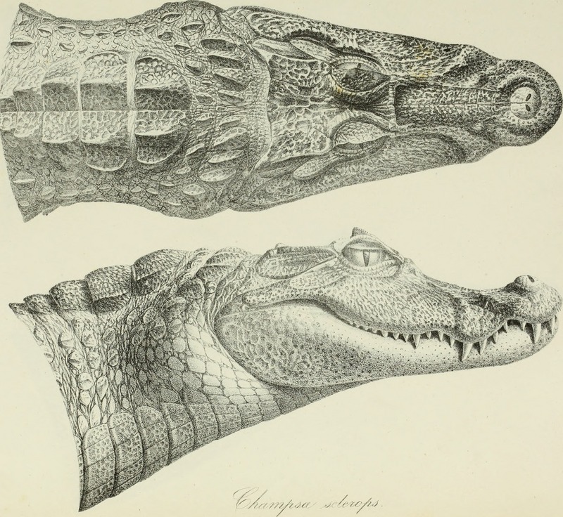 Annalen des Wiener Museums der Naturgeschichte (1840) (18014780939) - spectacled caiman, white caiman (Caiman crocodilus).jpg