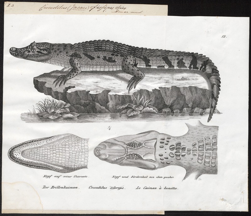 Champsa fissipes - 1700-1880 - Print - Iconographia Zoologica - Special Collections University of Amsterdam - UBA01 IZ12200013 - spectacled caiman, white caiman (Caiman crocodilus).jpg