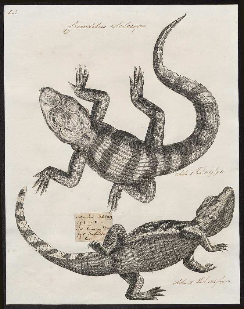 Crocodilus sclerops - 1700-1880 - Print - Iconographia Zoologica - Special Collections University of Amsterdam - UBA01 IZ12200025 - spectacled caiman, white caiman (Caiman crocodilus).jpg