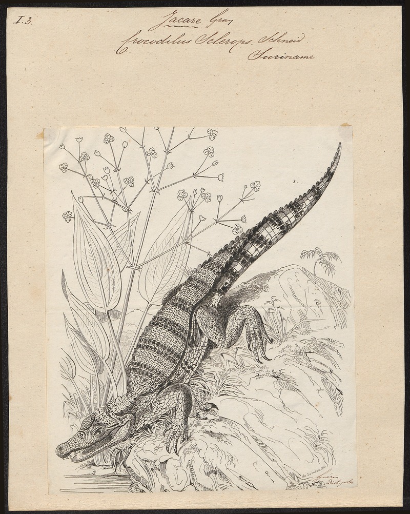 Crocodilus sclerops - 1700-1880 - Print - Iconographia Zoologica - Special Collections University of Amsterdam - UBA01 IZ12200029 - spectacled caiman, white caiman (Caiman crocodilus).jpg