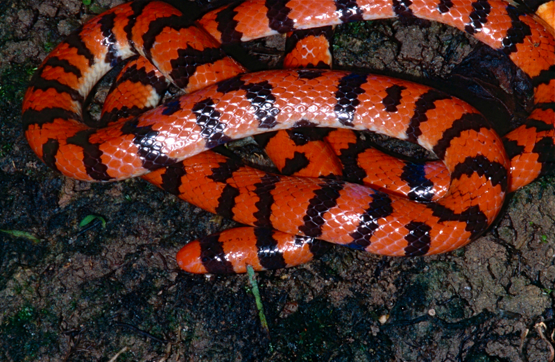 False Coral Snake (Anilius scytale) (14112604251) - red pipesnake, American coral snake (Anilius scytale).jpg