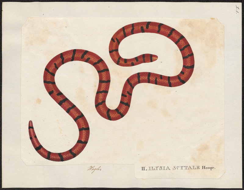 Ilysia scytale - 1700-1880 - Print - Iconographia Zoologica - Special Collections University of Amsterdam - UBA01 IZ11400003 - red pipesnake, false coral snake (Anilius scytale).jpg
