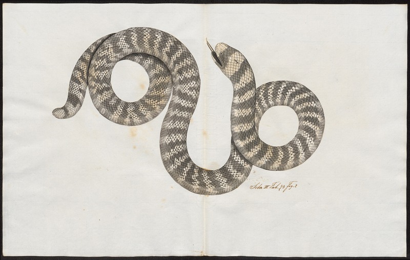 Tortrix scytale - 1700-1880 - Print - Iconographia Zoologica - Special Collections University of Amsterdam - UBA01 IZ11400043 - red pipe snake, false coral snake (Anilius scytale).jpg