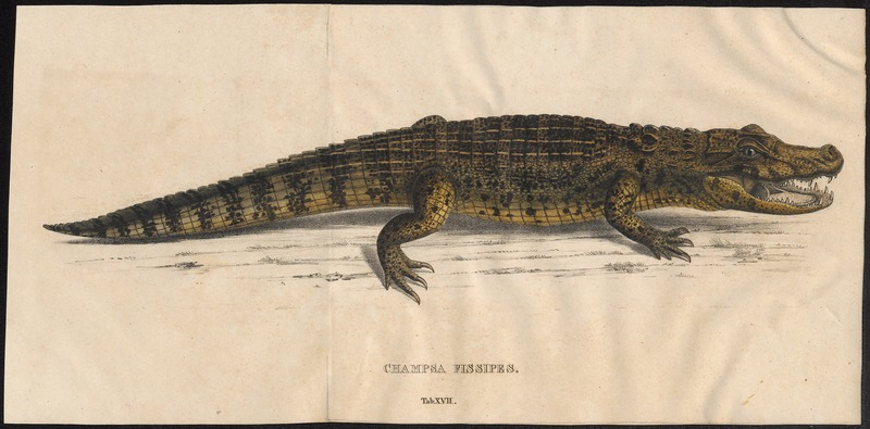 Champsa fissipes - 1700-1880 - Print - Iconographia Zoologica - Special Collections University of Amsterdam - UBA01 IZ12200011 - broad-snouted caiman (Caiman latirostris).jpg
