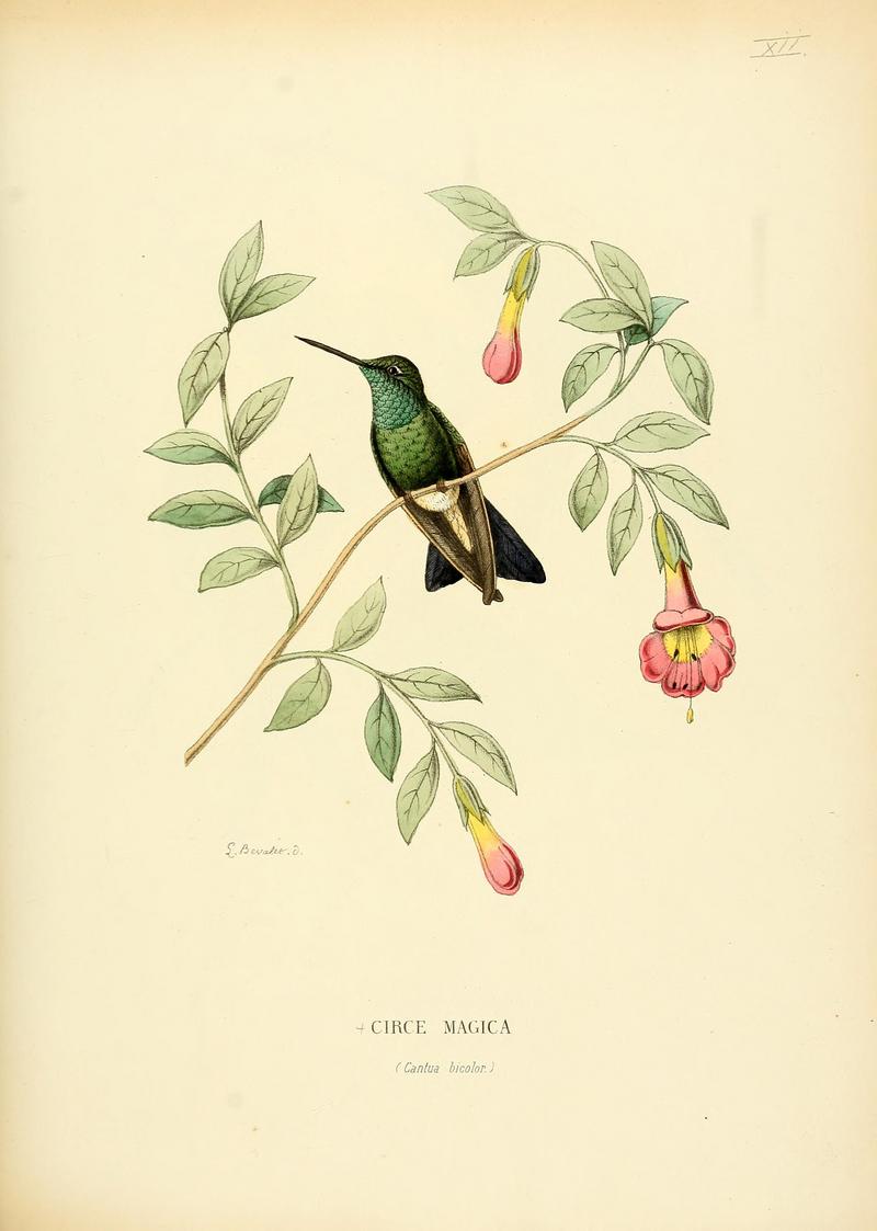Histoirenaturell00muls 0031 - broad-billed hummingbird (Cynanthus latirostris).jpg